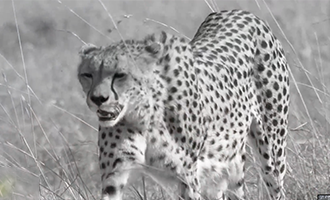 صورة حلقة المحتوى