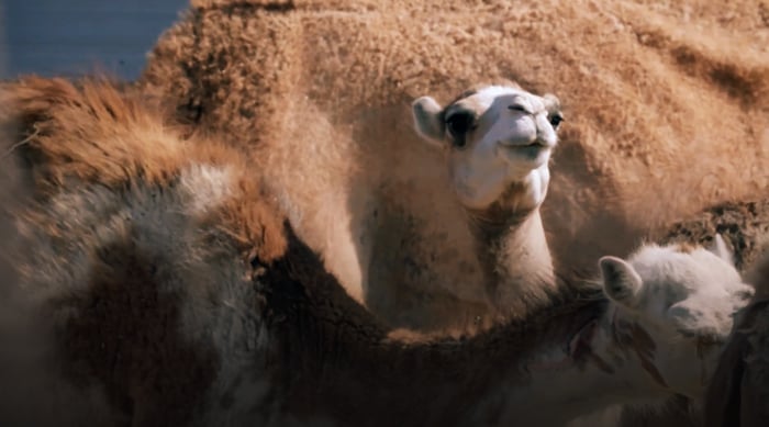 صورة حلقة المحتوى