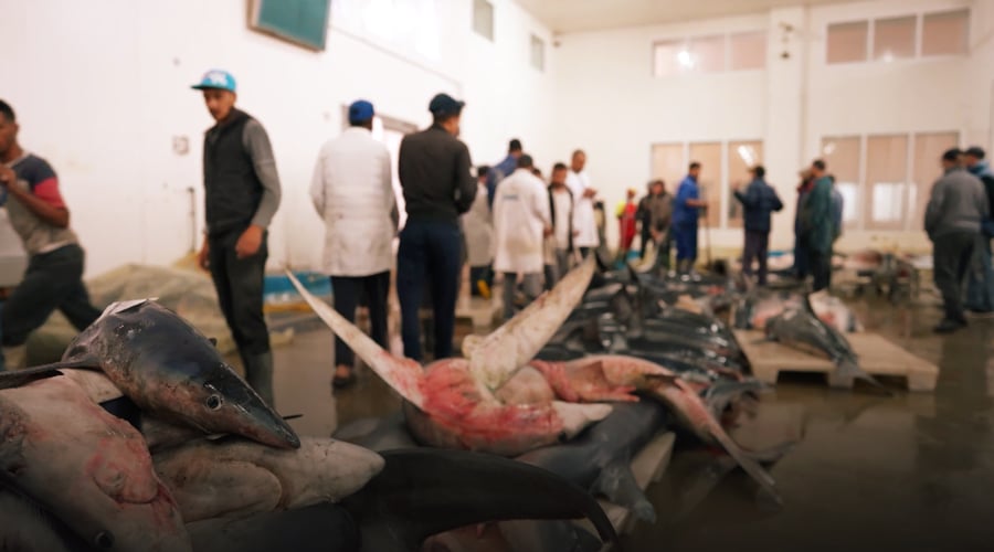 صورة حلقة المحتوى