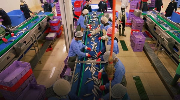 صورة حلقة المحتوى