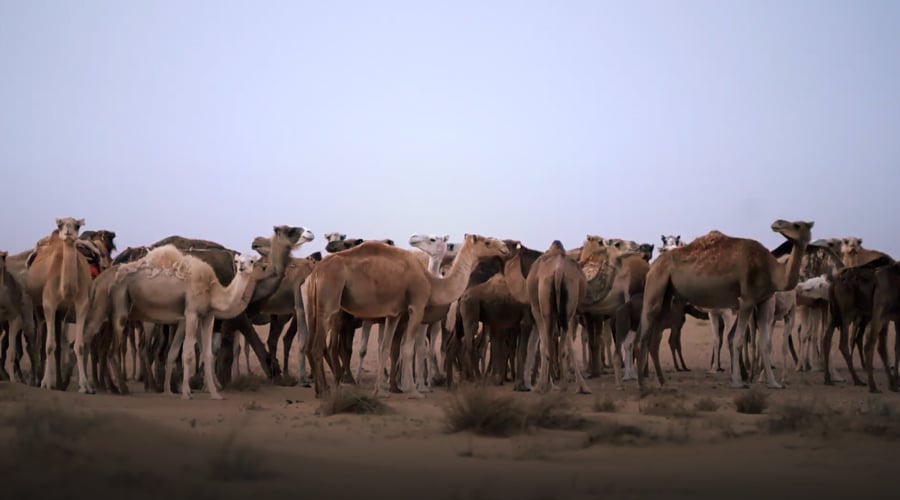 صورة حلقة المحتوى