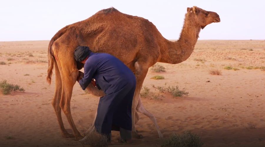 صورة حلقة المحتوى