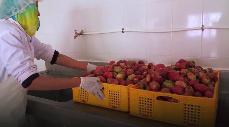 صورة حلقة المحتوى