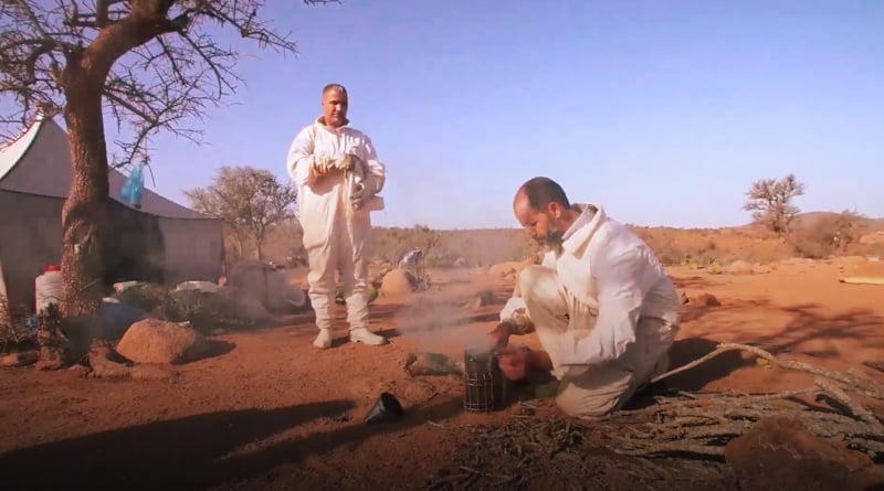 صورة حلقة المحتوى