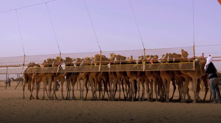 صورة حلقة المحتوى