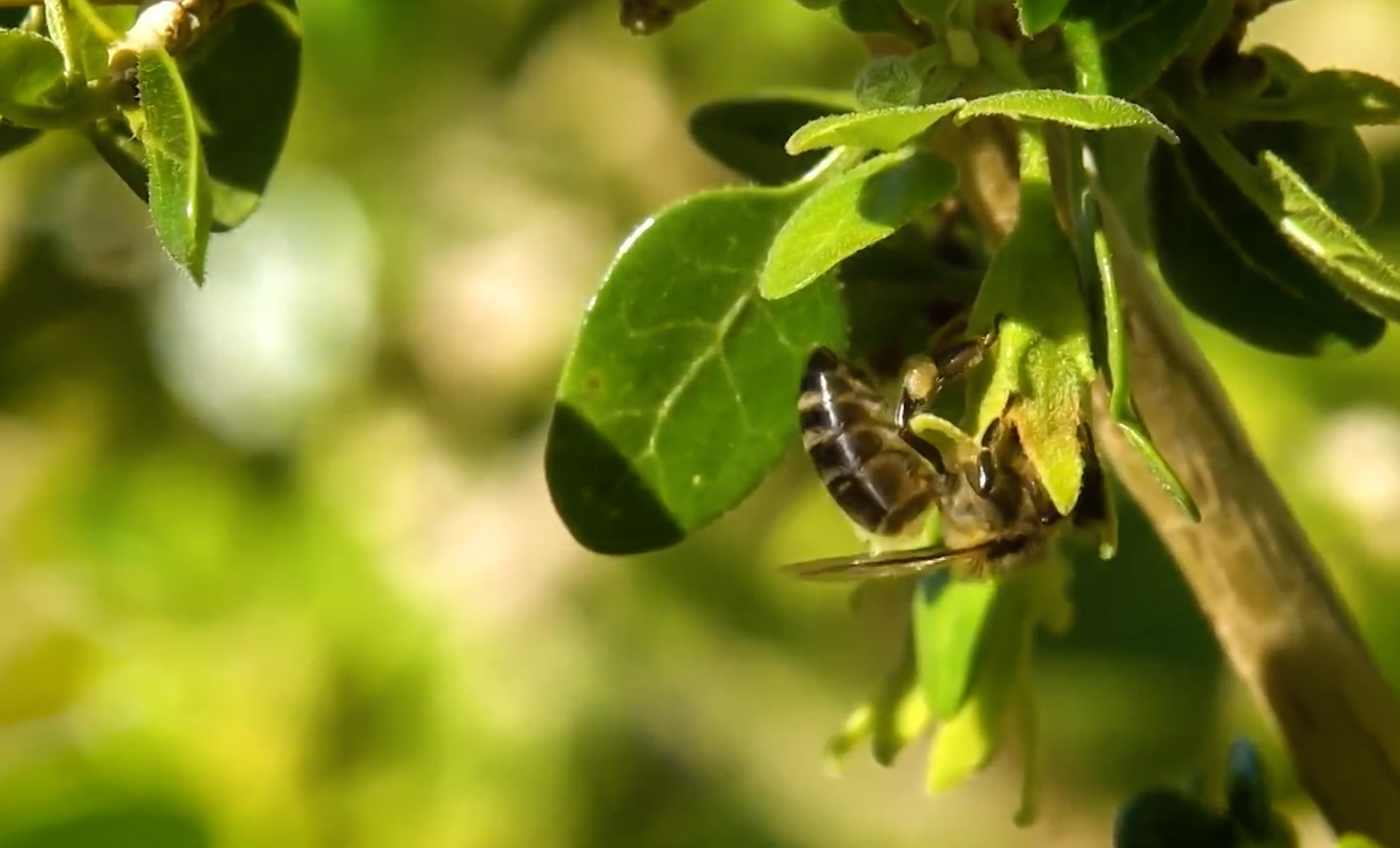 صورة حلقة المحتوى