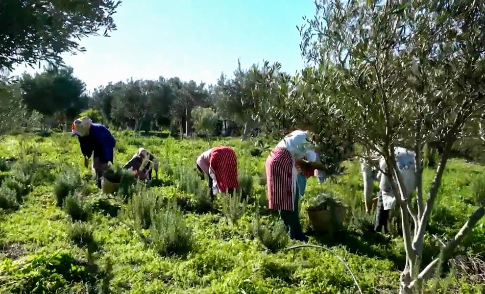 صورة حلقة المحتوى