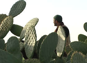 صورة حلقة المحتوى