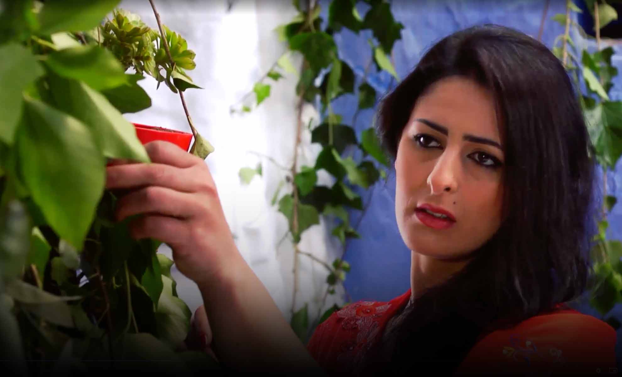 صورة حلقة المحتوى