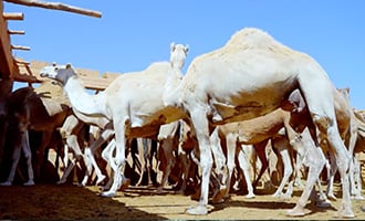 صورة حلقة المحتوى