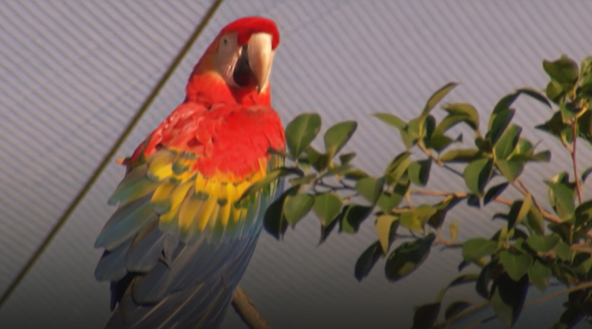 صورة حلقة المحتوى