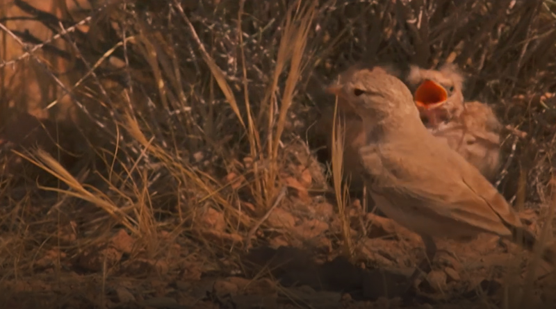 صورة حلقة المحتوى