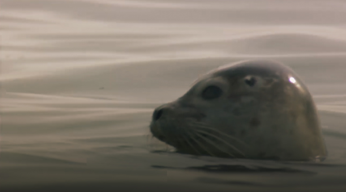 صورة حلقة المحتوى