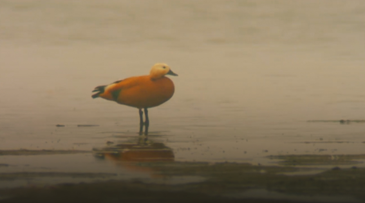 صورة حلقة المحتوى