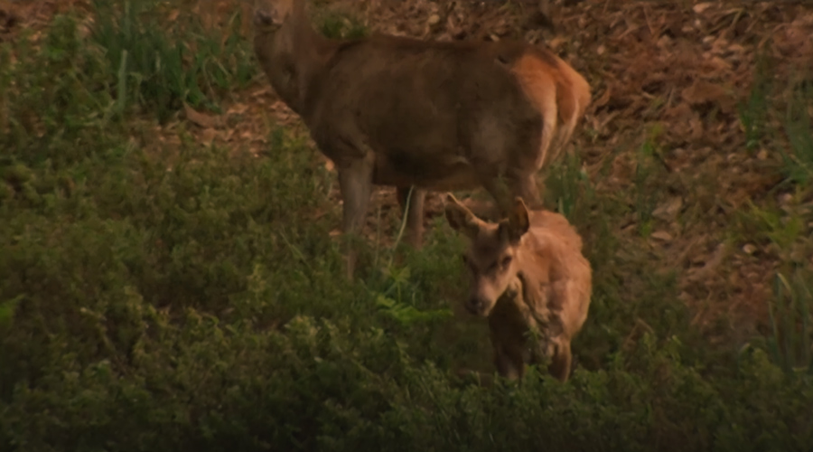 صورة حلقة المحتوى