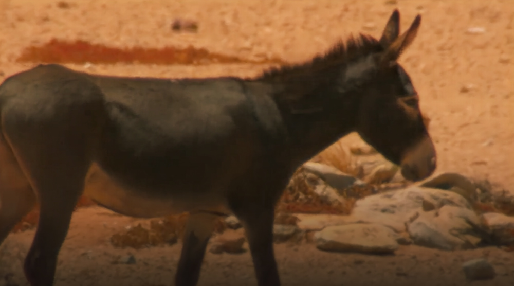 صورة حلقة المحتوى