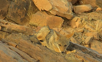 صورة حلقة المحتوى