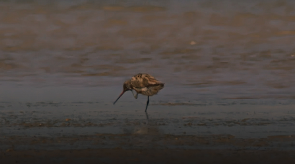 صورة حلقة المحتوى