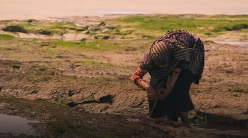 صورة حلقة المحتوى