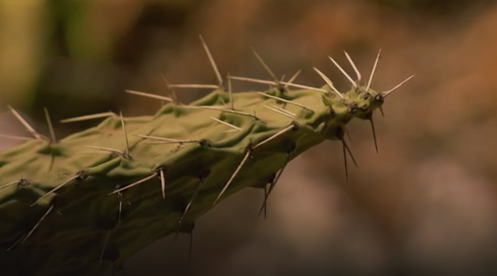 صورة حلقة المحتوى