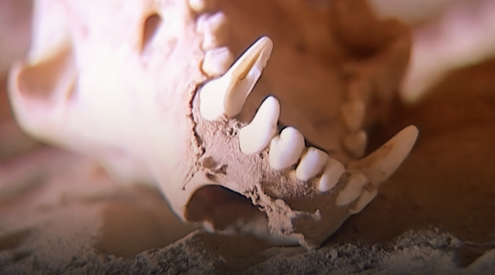 صورة حلقة المحتوى