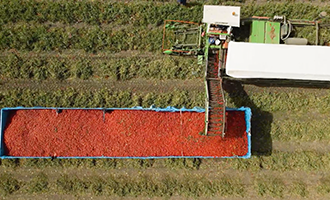 صورة حلقة المحتوى