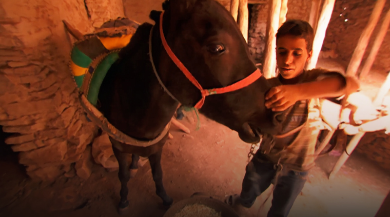 صورة حلقة المحتوى