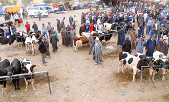 صورة حلقة المحتوى