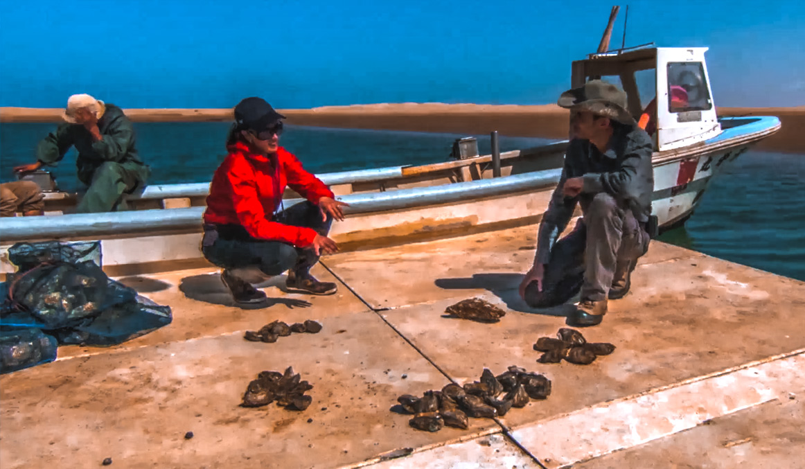 صورة حلقة المحتوى