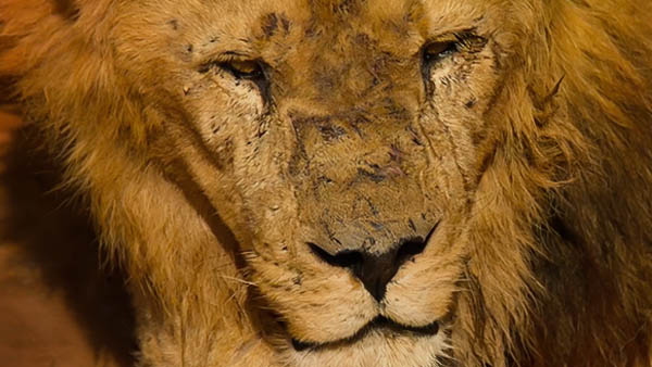 صورة حلقة المحتوى