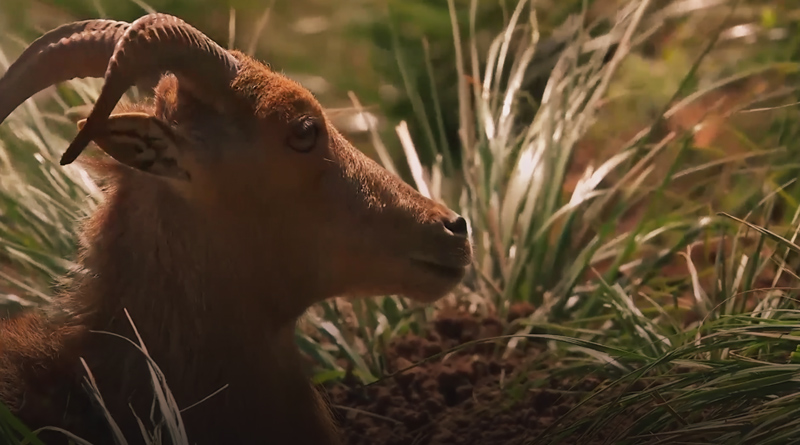 صورة حلقة المحتوى