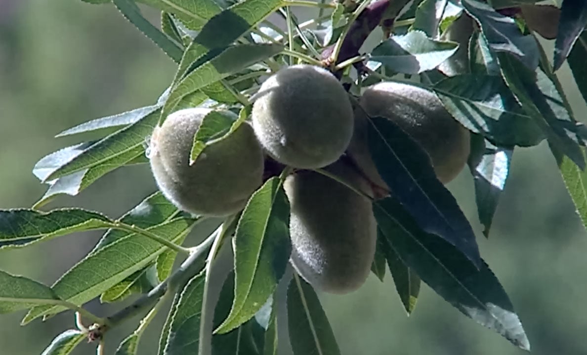 صورة حلقة المحتوى